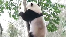 Chinese national treasure - the Giant Panda 9