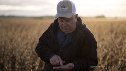 Trump’s tariffs are hurting farmers as Chinese soybean imports drop to zero