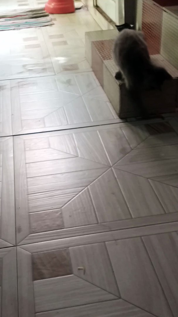 ⁣funny kitten 😂😼 #viral #cat #pets
