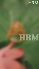 A ring blessed with temple artistry, sculpted in pure 22kt gold.22kt Gold | Diamond | Polki Bridal & Dailywear Jewellery.#gold #ring #diamonds #jewellery #ahmedabad #gujarat #india