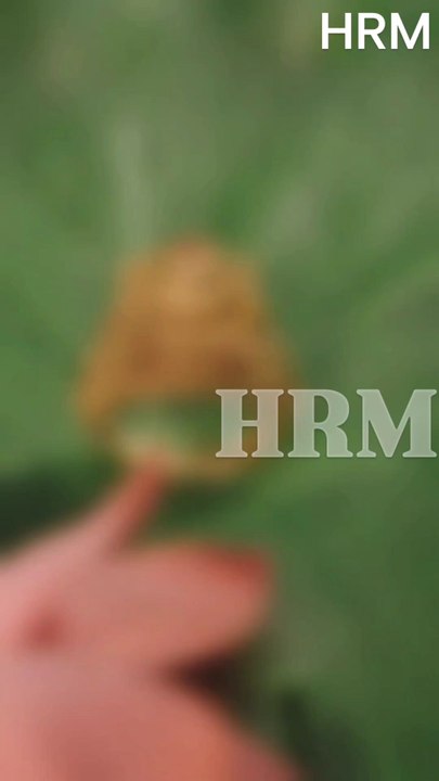 A ring blessed with temple artistry, sculpted in pure 22kt gold.22kt Gold | Diamond | Polki Bridal & Dailywear Jewellery.#gold #ring #diamonds #jewellery #ahmedabad #gujarat #india