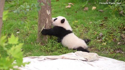 Adorable panda cubs practice climbing at Chengdu research base