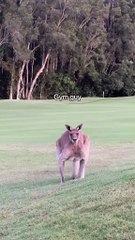 Australian kangaroo