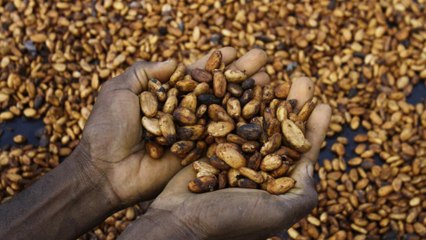 Côte d'Ivoire : hausse du prix d'achat du cacao