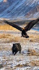 Cuckoo Chick Pushes Out Older Nest Mate
