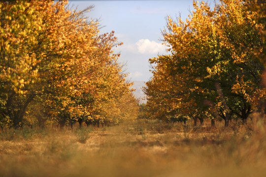 Dünyanın kayısı başkenti nde sonbahar: Doğal stüdyoya dönüştü!
