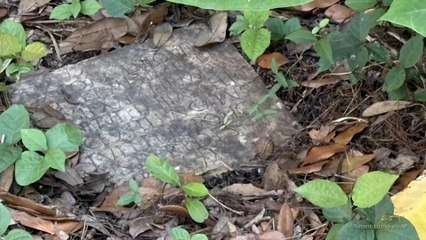 1,900-year-old Roman tablet found among weeds in New Orleans backyard