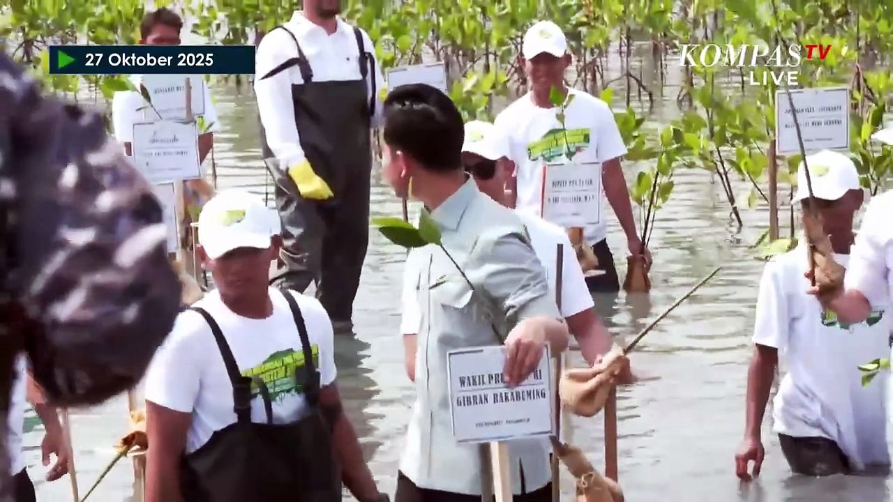 Potret Wapres Gibran Nyemplung Tanam Mangrove di Mauk Banten