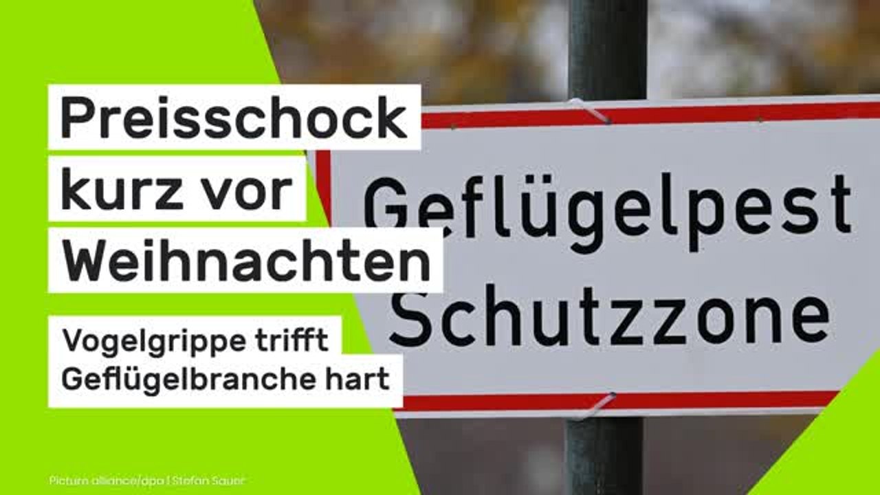Vogelgrippe trifft Geflügelbranche hart: Preisschock kurz vor Weihnachten