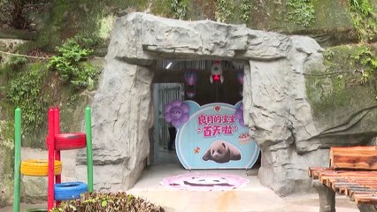 Chongqing Zoo holds 100-day celebration for locally born panda cub