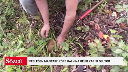 Ormandan servet çıktı! Kilosu 600 TL, İtalyanlar kasa kasa alıyor