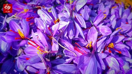 پانپور: زعفران کے کھیتوں میں رنگ و خوشبو کا میلہ، مگر کسان کم پیداوار سے پریشان