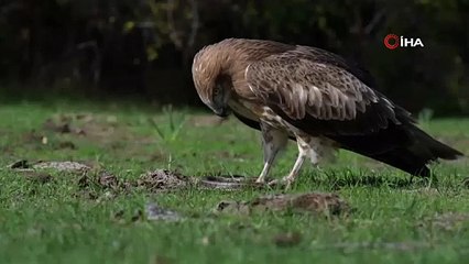 Yılanı yakalayan kartal böyle gövde gösterisi yaptı