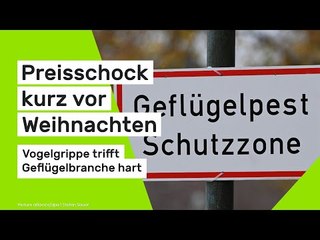 Vogelgrippe trifft Geflügelbranche hart: Preisschock kurz vor Weihnachten
