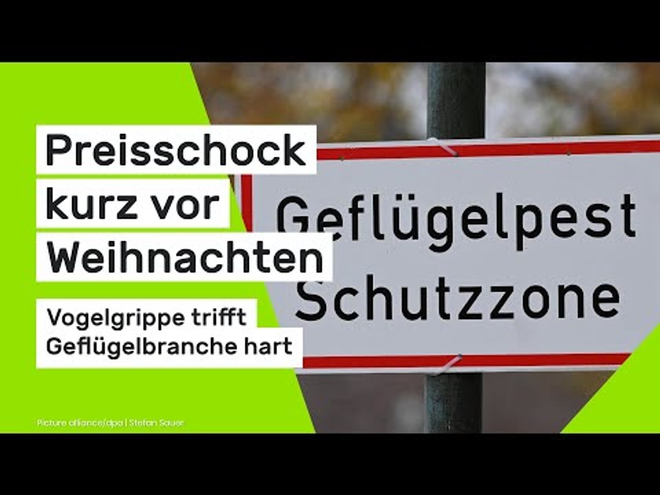 Vogelgrippe trifft Geflügelbranche hart: Preisschock kurz vor Weihnachten