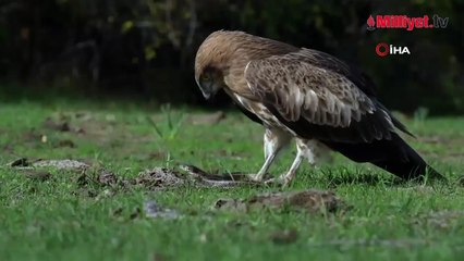 Doğada nadir görülen anlardan biri! Bursa'da kaydedildi