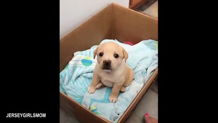 Dogs Start Arguing Back To Their Owner 😲😂 Funny Dog and Human Video # funny video