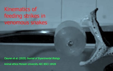 Cámaras de alta tecnología capturan los secretos de las mordeduras de serpientes venenosas