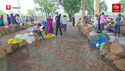 નવસારીમાં ખેડૂતોને ચીકુની સીઝનમાં વરસાદે નિરાશ કર્યા, લાભ પાંચમના દિવસે ભાવ ઘટ્યા, આવક પણ ઓછી