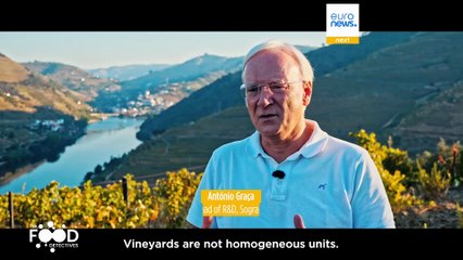 Which grapes went into which bottle? The Food Detectives bring perfect clarity to Douro wine