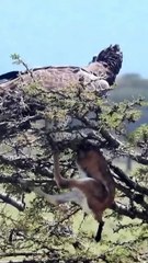 Martial eagles are arguably the most accomplished living avian predators of ungulates (rivaled only by golden or crowned eagles), especially small or young antelopes