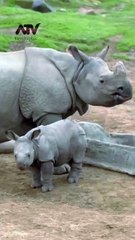 Rhinos families 🦏 Fun together