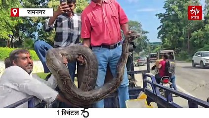 उत्तराखंड में मिला विशालकाय अजगर, ग्रामीणों की अटकाई सांसें