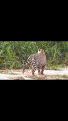 Jaguar preying on a Capybara cub  🔥