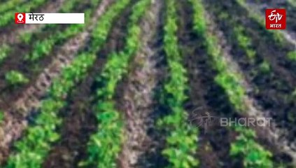 कम समय में ज्यादा कमाई; सहफसली खेती कर किसान कमा रहे मोटा मुनाफा, खेत की भी बढ़ रही 'पावर'