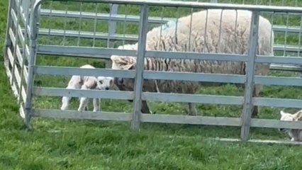 Sheep treats one lamb gently while being aggressive to the other