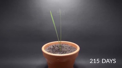 I planted a Date Palm Seed and filmed it for 3 years
