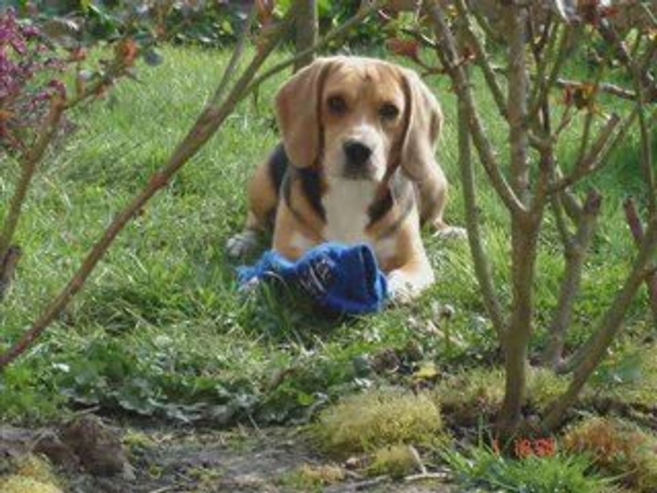 Boris 1^^