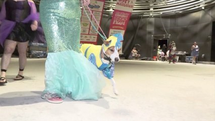 These Pets Are Taking Halloween Seriously in Florida!