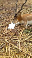 Do you also meditate for calmness?