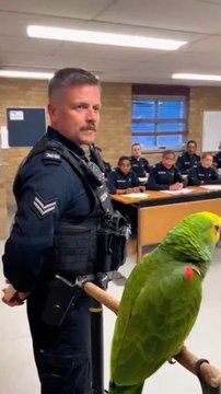 The Rookie Parrot 🏷️ #PoliceParrot #ParrotComedy #BritishComedy #UKHumor #FunnyShorts #ViralReels #OfficerLaughs #BirdTok #AIShorts #UnderFeatherOps #PoliceTraining #CinematicShort #TalkingParrot