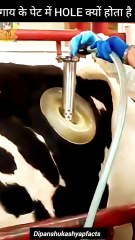 #cow #viralreels #trandingreels #reelsi̇nstagram #dipanshukashyapfacts