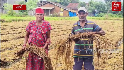 તાપી જિલ્લામાં કમોસમી વરસાદથી ખેડૂતોની ચિંતા વધી, ડાંગરના પાકને નુકસાન