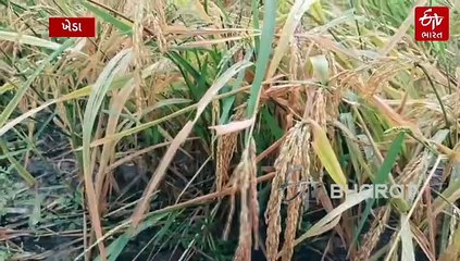 ખેડા જિલ્લામાં કમોસમી વરસાદથી ડાંગરના પાકને નુકસાન, ખેડૂતો ચિંતામાં