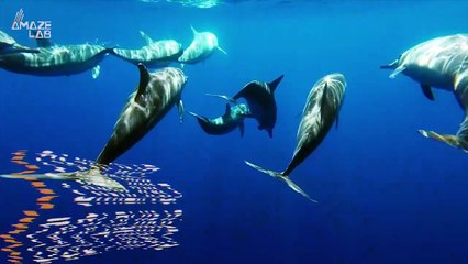 Did You Know Dolphins Actually Smile to Initiate Playtime?