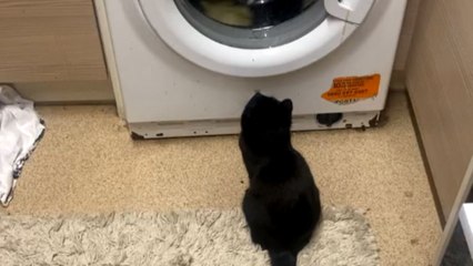 Adorable cat watches laundry spin in washing machine with playful energy