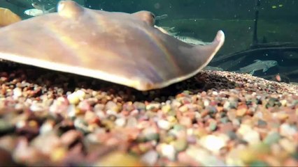 It Might Be Weird But Stingrays Love Eating Meals Like Kabobs!