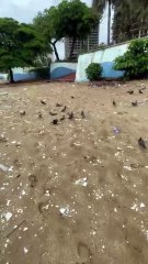 El litoral del Malecón de Santo Domingo se encuentra lleno de basura