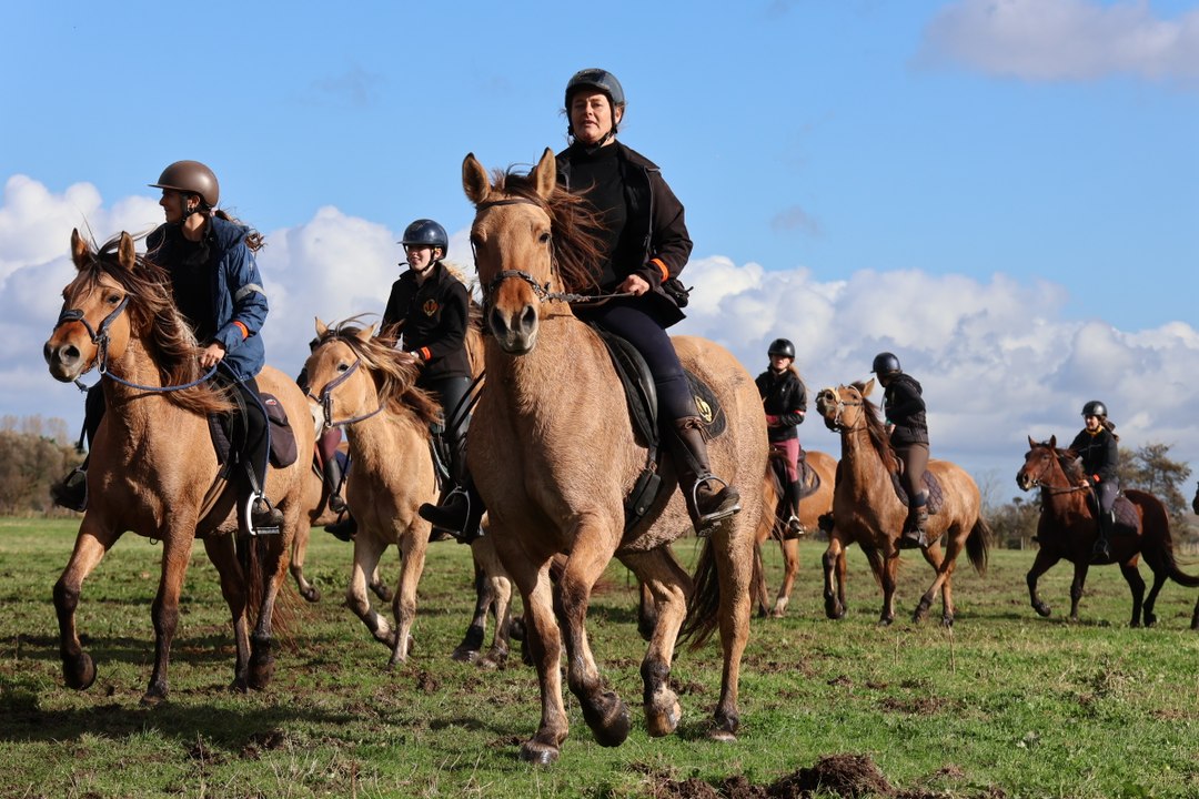 La transhumance c'est aussi pour les chevaux dans la baie de Somme