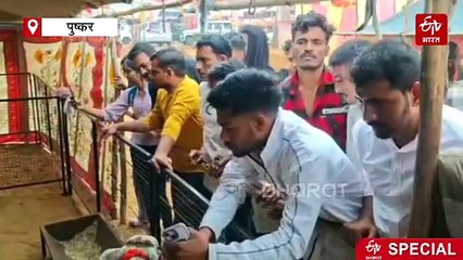 पुष्कर पशु मेला: मारवाड़ी घोड़ों के बीच दुनिया के सबसे छोटे घोड़े शेटलैंड पोनी बने स्टार