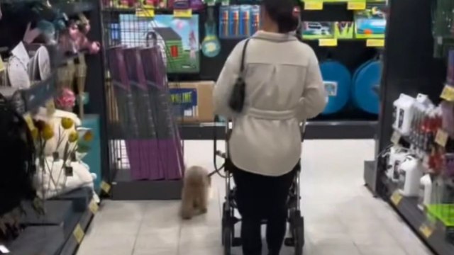 Dog pulls a cheeky move while walking through Home Bargains