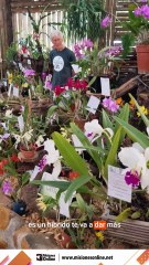Entre híbridos y nativas el arte del juzgamiento en la Fiesta Nacional de la Orquídea