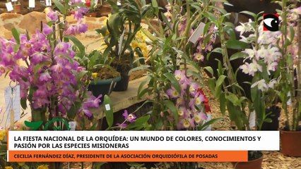 La Fiesta Nacional de la Orquídea un mundo de colores, conocimientos y pasión a especies misioneras