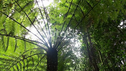 Scopri il Legno di Iroko_ Caratteristiche