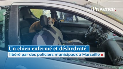 Un chien enfermé et déshydraté libéré par des policiers municipaux à Marseille