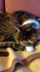 Ugly outside, perfect inside! Good evening everyone! #cats #shorts #funny #funnycats #goodevening #goodnight #viralcats #cute #cutecats #fyp